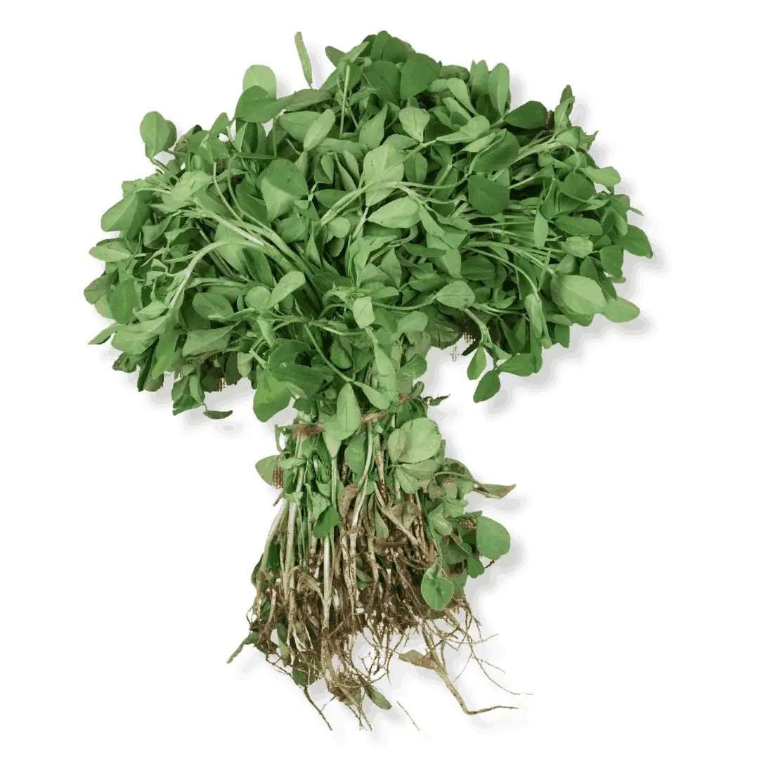 Fenugreek (Methi)